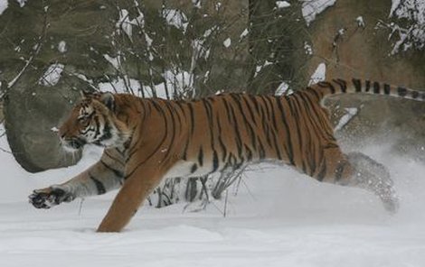 Tygři jsou ve sněhu jako doma, nevadí jim tedy ani v zajetí.