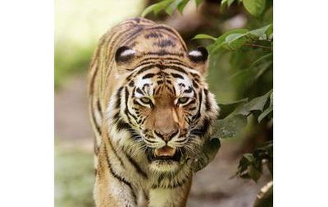 Tygřice Tsamara dnes dostane nového partnera.