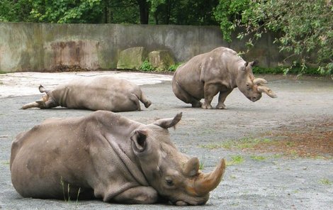 Tyto nosorožčí krásky pojedou oživit »lásku« do Afriky. Náklady na převoz nosorožců se budou pohybovat mezi 10 a 20 milionů korun!