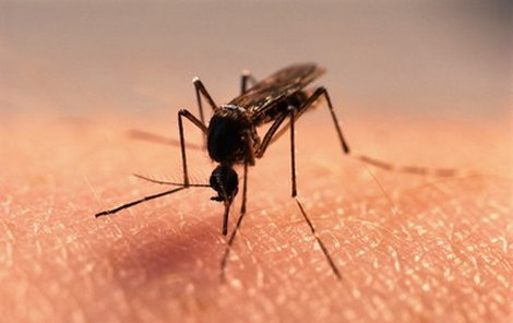 U nás je více než 40 druhů komárů.
