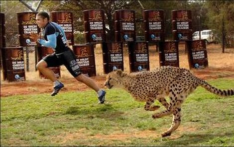 Už legendární závod Habana versus gepard