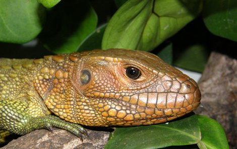 V královédvorské zoo se mohou pyšnit vzácnými ještěry, které kůží připomínají malé krokodýly.