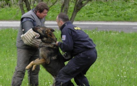 V Olešnici policejní psi předváděli, že dokáží být pěkně ostří. 