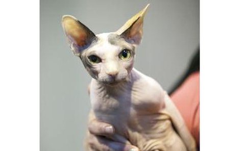 V ošklivosti je krása. Kanadský Sphynx se stěhuje do britských domovů.