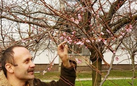 V Otrokovicích rozkvetly díky teplému prosincovému počasí sakury. Tomu se říká barborkový efekt.