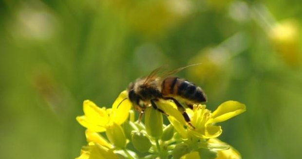 Včela (ilustr. foto)