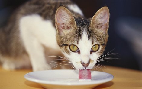 Veterináři chovatelům koček doporučují, aby kočkám nedávali mléko.