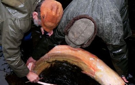 Veterináři museli zraněné sumčí dámě ošetřit rány, které jí způsobil pytlák.