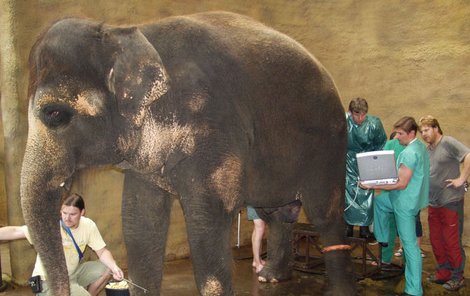 Veterináři včera zkoumali, zda je slonice Delhi ještě schopna být matkou.