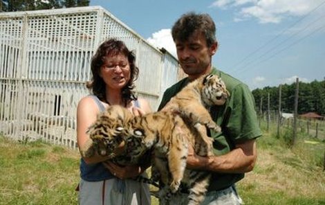 Viktor Ambrož se svou manželkou a trojicí koťat tygříků ussurijských.