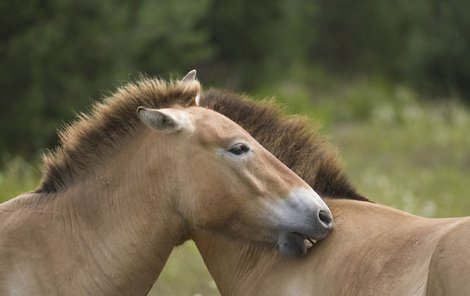 Víte, proč tohle dělají?  
Tahle poloha je pro koně Převalského typická. Vzájemným čištěním a péčí o srst totiž utužují vztahy ve stádu. Dva koně stojí proti sobě tak, aby měli přehled, co se děje v okolí. Vzájemně se oštip