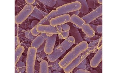 Za tloušťku některých z nás zřejmě mohou bakterie a kvasinky, které máme v tlustém střevě.