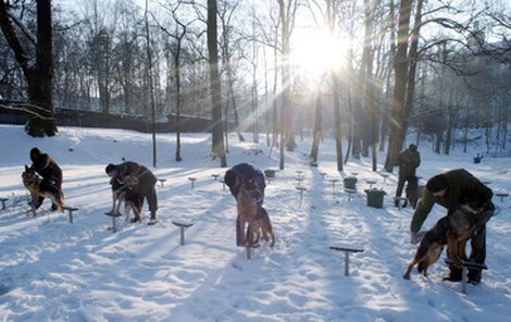 Zámeček na Grabštejně u Hrádku nad Nisou je místem, kde armáda rozprodává služební psy