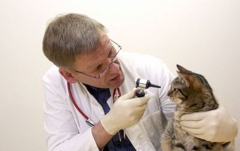 Zatímco kočkám hrozí od člověka viróza chřipkového typu, zvířata mohou lidi nakazit žloutenkou, škrkavkou a toxoplazmózou. Psi navíc přenášejí i vzteklinu.