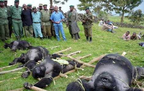 Zavražděné gorily leží na louce. Samec je zřetelně vyšší (vpravo). 