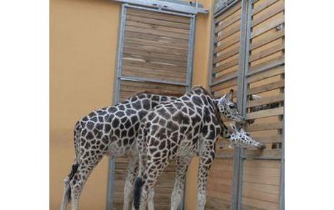 Žirafáci se rozkoukávali v novém bydlišti.