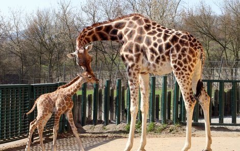 Žirafí obřík stál už půl hodiny po porodu na vlastních nohou. Mámy se ale drží.