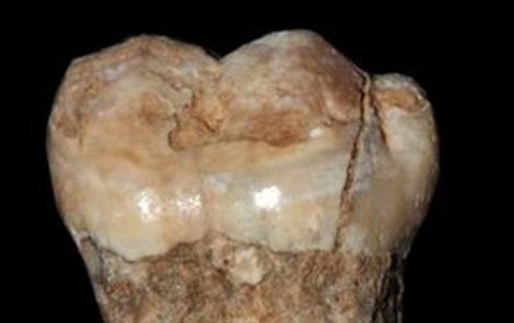 Zub z jeskyně u Tel Avivu změnil pohled na historii lidstva.