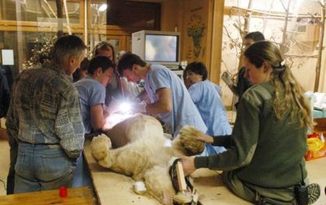 ...Zuoina absolvovala náročnou operaci přímo v plzeňské zoo.