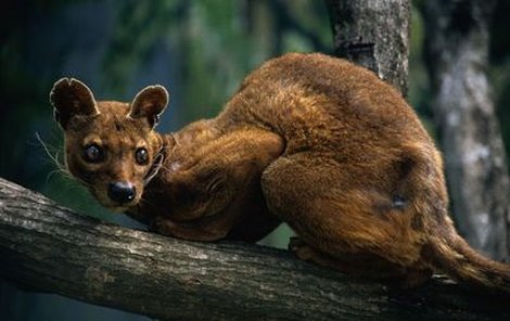 Zvláštní zvíře fosa je největší šelmou na Madagaskaru.
