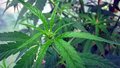 Rostlina konopí - marihuana