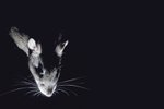 Potkan patří k nejslavnějším zvířecím kolonizátorům. Na ostrovy po celém světě se dostal většinou jako nechtěný pasažér lodí.