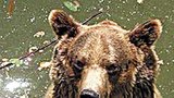 Rusové nastrčili španělskému králi opilého medvěda