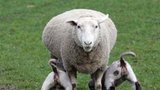 Zoofil unikl soudnímu trestu, ovce nedokázala svědčit