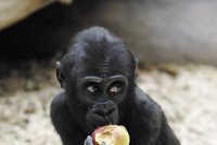Gorilí slečna Moja dnes slaví své třetí narozeniny