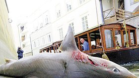 Mohlo jít jen o hloupý žert, každopádně objev žraloka ostrouna v Čertovce vyvolal pozdvižení