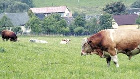Na pastvě u obce Újezd pod Přimdou upytlačili zabijáci dobytka býka podobného, jako je na snímku. Zemědělci doufají,
že teď, když napadl sníh, řádění černých řezníků ubude. Stopy by je mohly prozradit.