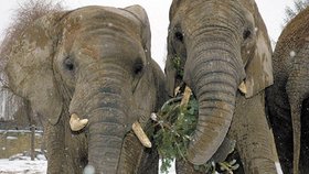 O zbytky vánočních stromků se sloni málem poprali
