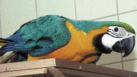 Velký barevný ara, který v dospělosti měří včetně ocasu kolem 86 cm, je zvědavý a chytrý pták