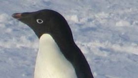 Ilustrační foto - tučňák