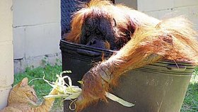Orangutan Tonda se svou novou kamarádkou