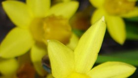 Narcis je největším alkoholikem mezi květinami