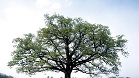 Strom - ilustrační foto
