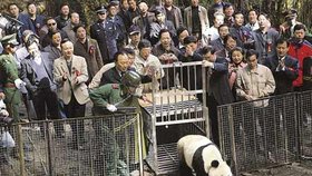 Samec pandy velké Siang Siang na svobodě