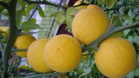 Čistá citrónová šťáva dokáže zlikvidovat virus HIV 