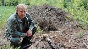 Lesník našel mrtvého orla v lese na Jindřichohradecku