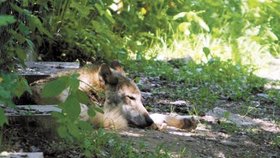 Vlkům je hic. Na lov by je teď asi nikdo nedostal, odpočívají ve stínu stromů.