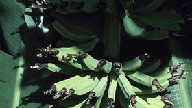 Květ banánovníku objevilo čirou náhodou dítě