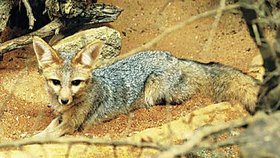 Nenápadným unikátem plzeňské zoo je liška kapská

