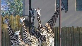 Tyhle žirafy měly štěstí, výpadek proudu a následný zmatek v pavilonu přežily