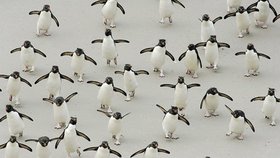 Najedení tučňáci se na Falklandských ostrovech běží přes pláž ukrýt do hnízd na skalách. Zvěčnil je Němec Solvin Zankl, cena za ´Chování zvířat´.