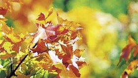 Studené počasí podzim vykupuje nádhernými barvami listí.