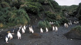 Tučňáci na ostrově Macquaire hledají útočiště, kde se dá