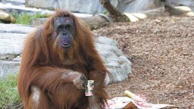 Místo orangutánů v zoo lidi?