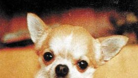 Za smrt tohoto psa, čivavy Ondry,
žádala jeho majitelka milion