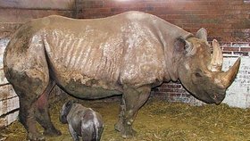 Po 482 dnech březosti samice Joly přišel na svět sameček nosorožce dvourohého neboli černého